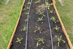 Garden Bed