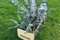 Eucalyptus