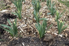 Flower bed close up