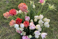 Mother's day tulips