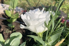 White Flower