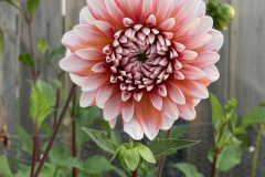 Large Flower