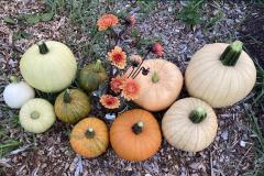 Pumpkins
